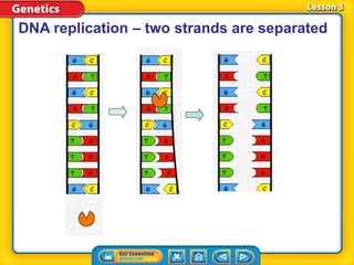 DNA replication – two strands are separated
 