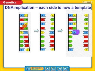 DNA replication – each side is now a template
 