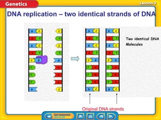 DNA replication – two identical strands of DNA
Original DNA strands
 