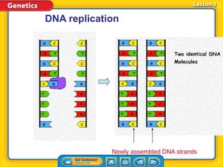 DNA replication
Newly assembled DNA strands
 