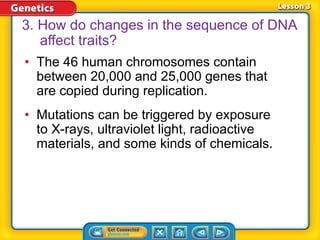 • The 46 human chromosomes contain
between 20,000 and 25,000 genes that
are copied during replication.
• Mutations can be triggered by exposure
to X-rays, ultraviolet light, radioactive
materials, and some kinds of chemicals.
3. How do changes in the sequence of DNA
affect traits?
 
