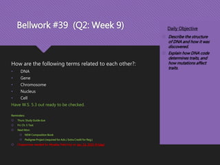 Bellwork #39 (Q2: Week 9)
How are the following terms related to each other?:
• DNA
• Gene
• Chromosome
• Nucleus
• Cell
Have W.S. 5.3 out ready to be checked.
Reminders:
 Thurs: Study Guide due
 Fri: Ch. 5 Test
 Next Mon:
 NEW Composition Book
 Pedigree Project (required for Adv./ Extra Credit for Reg.)
 Chaperones needed for Myakka Field trip on Jan. 16, 2015 (Friday)
Daily Objective
 Describe the structure
of DNA and how it was
discovered.
 Explain how DNA code
determines traits, and
how mutations affect
traits.
 