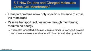© Cengage Learning 2015
5.7 How Do Ions and Charged Molecules
Cross Cell Membranes?
• Transport proteins allow only specific substance to cross
the membrane
• Passive transport: solutes move through membrane;
requires no energy
– Example: facilitated diffusion - solute binds to transport protein
and moves across membrane with its concentration gradient
 