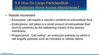 © Cengage Learning 2015
5.8 How Do Large Particles/Bulk
Substances Move Across Membranes?
• Vesicle movement
– Exocytosis: cell expels a vesicle’s contents to extracellular fluid
– Endocytosis: cell takes in a small amount of extracellular fluid
(and its contents) by the ballooning inward of the plasma
membrane
– Phagocytosis: “Cell eating”; an endocytic pathway by which a
cell engulfs particles such as microbes or cellular debris
 