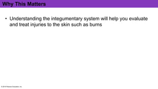 Why This Matters
• Understanding the integumentary system will help you evaluate
and treat injuries to the skin such as burns
© 2016 Pearson Education, Inc.
 