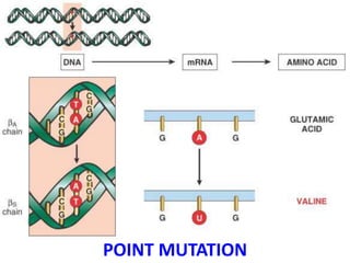 Ch5-Genetics.ppt