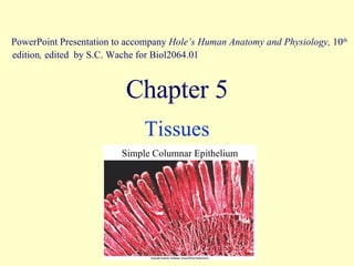 Chapter 5 Tissues PowerPoint Presentation to accompany  Hole’s Human Anatomy and Physiology,  10 th  edition ,  edited   by S.C. Wache for Biol2064.01 Simple Columnar Epithelium 