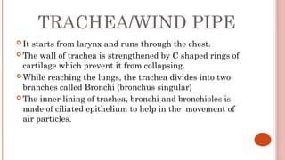 Windpipe Collapse CH5-RESPIRATORY SYSTEM (1).pptx CLASS VI | PPTX
