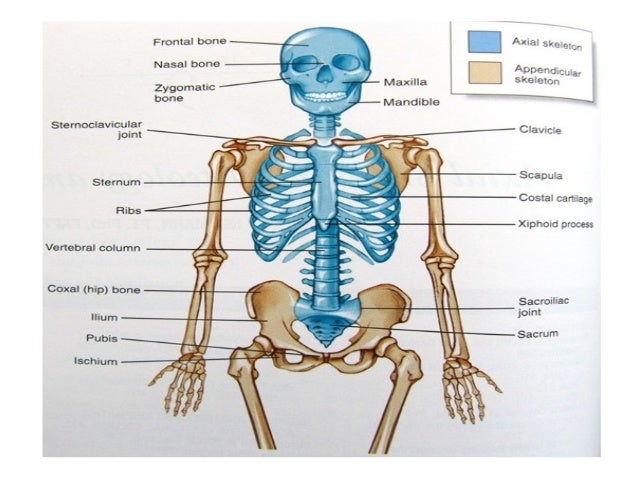 Ch 5 skeletal system Ch 5 skeletal system