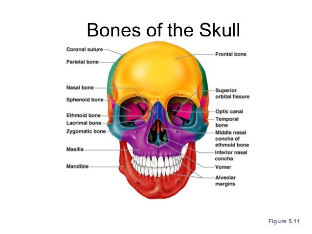 Ch 5 skeletal system
