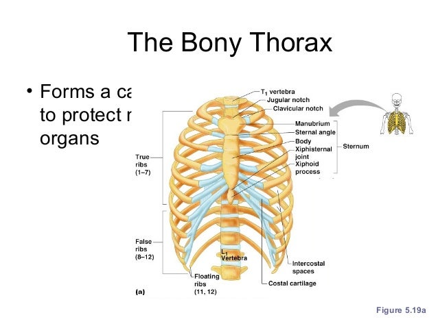 What bones make up the bony thorax?