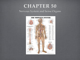 CHAPTER 50
Nervous System and Sense Organs
 