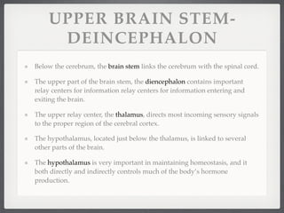 UPPER BRAIN STEM-
     DEINCEPHALON
Below the cerebrum, the brain stem links the cerebrum with the spinal cord.

The upper part of the brain stem, the diencephalon contains important
relay centers for information relay centers for information entering and
exiting the brain.

The upper relay center, the thalamus, directs most incoming sensory signals
to the proper region of the cerebral cortex.

The hypothalamus, located just below the thalamus, is linked to several
other parts of the brain.

The hypothalamus is very important in maintaining homeostasis, and it
both directly and indirectly controls much of the body’s hormone
production.
 