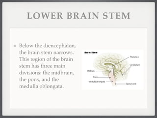LOWER BRAIN STEM


Below the diencephalon,
the brain stem narrows.
This region of the brain
stem has three main
divisions: the midbrain,
the pons, and the
medulla oblongata.
 