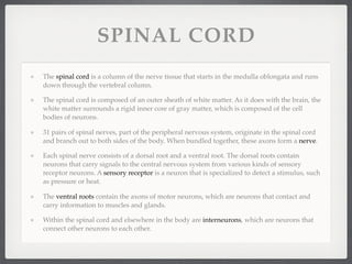 SPINAL CORD
The spinal cord is a column of the nerve tissue that starts in the medulla oblongata and runs
down through the vertebral column.

The spinal cord is composed of an outer sheath of white matter. As it does with the brain, the
white matter surrounds a rigid inner core of gray matter, which is composed of the cell
bodies of neurons.

31 pairs of spinal nerves, part of the peripheral nervous system, originate in the spinal cord
and branch out to both sides of the body. When bundled together, these axons form a nerve.

Each spinal nerve consists of a dorsal root and a ventral root. The dorsal roots contain
neurons that carry signals to the central nervous system from various kinds of sensory
receptor neurons. A sensory receptor is a neuron that is specialized to detect a stimulus, such
as pressure or heat.

The ventral roots contain the axons of motor neurons, which are neurons that contact and
carry information to muscles and glands.

Within the spinal cord and elsewhere in the body are interneurons, which are neurons that
connect other neurons to each other.
 