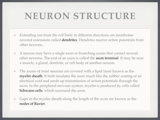NEURON STRUCTURE
Extending out from the cell body in different directions are membrane-
covered extensions called dendrites. Dendrites receive action potentials from
other neurons.

A neuron may have a single axon or branching axons that contact several
other neurons. The end of an axon is called the axon terminal. It may lie near
a muscle, a gland, dendrite, or cell body of another neuron.

The axons of most neurons are covered with a lipid layer known as the
myelin sheath. It both insulates the axon much like the rubber coating of an
electrical cord and seeds up transmission of action potentials through the
axon. In the peripheral nervous system, myelin is produced by cells called
Schwann cells, which surround the axon.

Gaps in the myelin sheath along the length of the axon are known as the
nodes of Ravier.
 