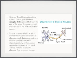Neurons do not touch each other,
instead a small gap called the
synaptic cleft is present between the
end of the axon of one neuron and
the dendrite or cell body of another
neuron.

In most neurons, electrical activity
in the neuron causes the release of
chemicals, called neurotransmitters,
into the synaptic cleft; thus
signaling activity of the nervous
system is composed of electrical
activity within neurons and
chemical ﬂow between neurons.
 