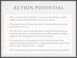 ACTION POTENTIAL
When a dendrite of the cell body of a neuron is stimulated, a sudden
change occurs in the permeability of its cell membrane.

At the point where it is stimulated, the cell membrane becomes more
permeable to Na+ ions.

The rush of Na+ ions into the cell opens voltage gated channels in the
membrane that allow even more Na+ ions to diffuse rapidly from the
outside of the membrane to the inside of the neuron.

As a result of the inward diffusion of Na+ ions, the interior of the
neuron’s cell body becomes more + charged than the outer surface. The
interior, once - charged, is now + charged.

This reversal of polarity across the membrane begins an action potential.
 