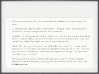 This action potential starts at the point where the cell body of the neuron joins the
axon.

As the ﬁrst small segment of the axon becomes + charged, the rise in voltage opens
channels in the adjacent segment of the axon membrane.

As before, Na+ ions enter, driving the voltage in a + direction and opening channels in
the next segment of the axon. (axon potentials travel in one direction only- away from
the cell body, where they begin, and toward the axon terminal)

Shortly after they open, the gated channels for Na+ ions close. Then voltage gated
channels for K+ ions open. The result is an abrupt outward ﬂow of K+ ions. The outer
space becomes + charged, and the inner surface regains its - charge. This signals the
end of the action potential.

The neuron cannot generate another action potential until the resting membrane
potential is restored. This period, during which the neuron can not ﬁre is called the
refractory period.
 