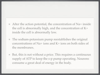 After the action potential, the concentration of Na+ inside
the cell is abnormally high, and the concentration of K+
inside the cell is abnormally low.

The sodium-potassium pump reestablishes the original
concentrations of Na+ ions and K+ ions on both sides of
the membranes.

But, this is not without a price. This requires a continuous
supply of ATP to keep the s-p pump operating. Neurons
consume a great deal of energy in the body.
 