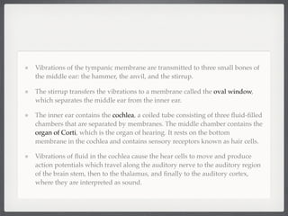 Vibrations of the tympanic membrane are transmitted to three small bones of
the middle ear: the hammer, the anvil, and the stirrup.

The stirrup transfers the vibrations to a membrane called the oval window,
which separates the middle ear from the inner ear.

The inner ear contains the cochlea, a coiled tube consisting of three ﬂuid-ﬁlled
chambers that are separated by membranes. The middle chamber contains the
organ of Corti, which is the organ of hearing. It rests on the bottom
membrane in the cochlea and contains sensory receptors known as hair cells.

Vibrations of ﬂuid in the cochlea cause the hear cells to move and produce
action potentials which travel along the auditory nerve to the auditory region
of the brain stem, then to the thalamus, and ﬁnally to the auditory cortex,
where they are interpreted as sound.
 