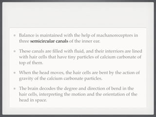 Balance is maintained with the help of machanoreceptors in
three semicircular canals of the inner ear.

These canals are ﬁlled with ﬂuid, and their interriors are lined
with hair cells that have tiny particles of calcium carbonate of
top of them.

When the head moves, the hair cells are bent by the action of
gravity of the calcium carbonate particles.

The brain decodes the degree and direction of bend in the
hair cells, interpreting the motion and the orientation of the
head in space.
 