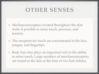 OTHER SENSES

Mechanorereceptors located throughout the skin
make it possible to sense touch, pressure, and
tension.

The receptors for touch are concentrated in the face,
tongue, and ﬁngertips.

Body hair also plays an important role in the ability
to sense touch. Large numbers of merchanoreceptors
are found in the skin at the base of two hair folicles.
 