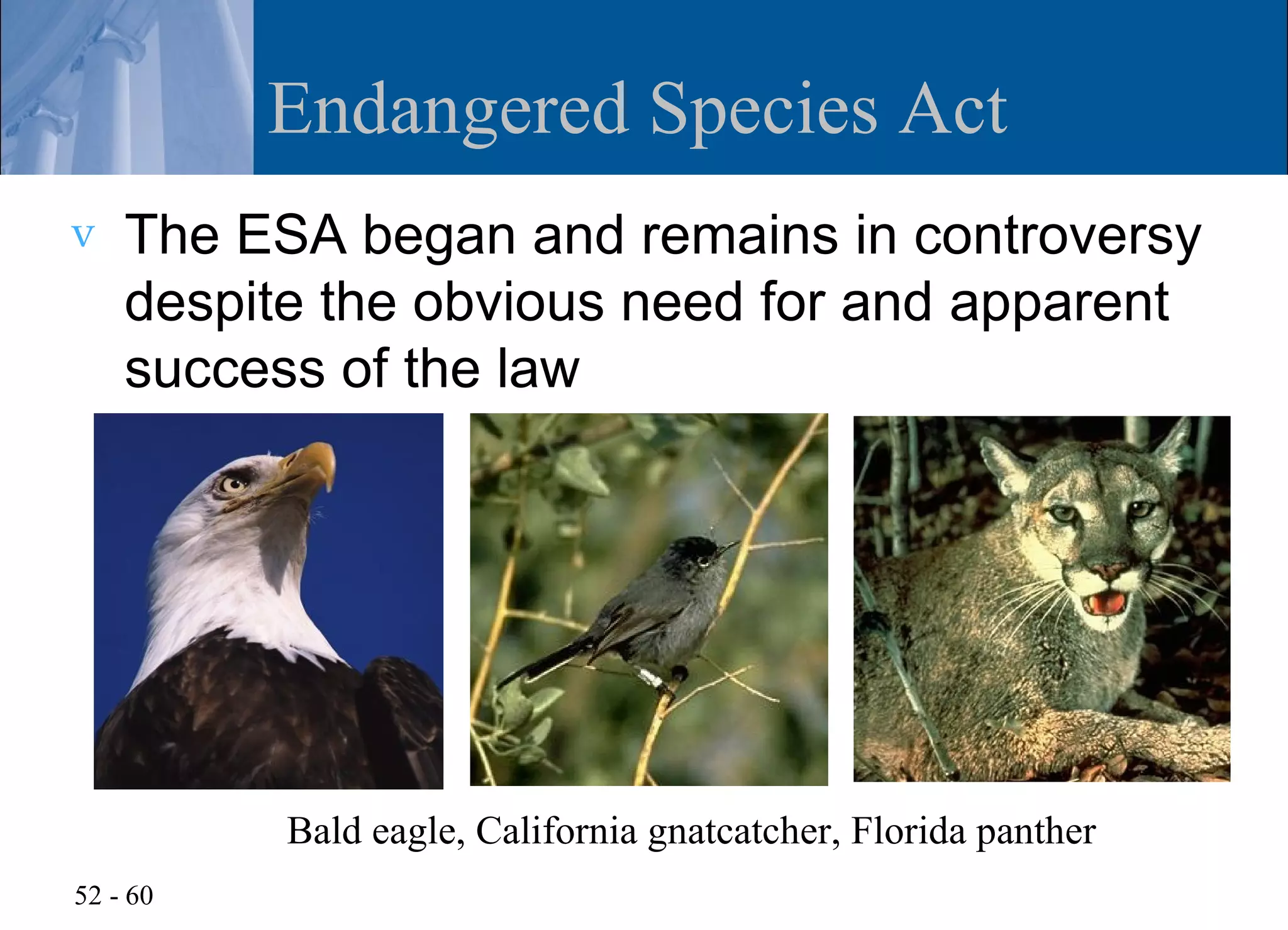 Endangered Species Act
v   The ESA began and remains in controversy
    despite the obvious need for and apparent
    success of the law




          Bald eagle, California gnatcatcher, Florida panther
52 - 60
 