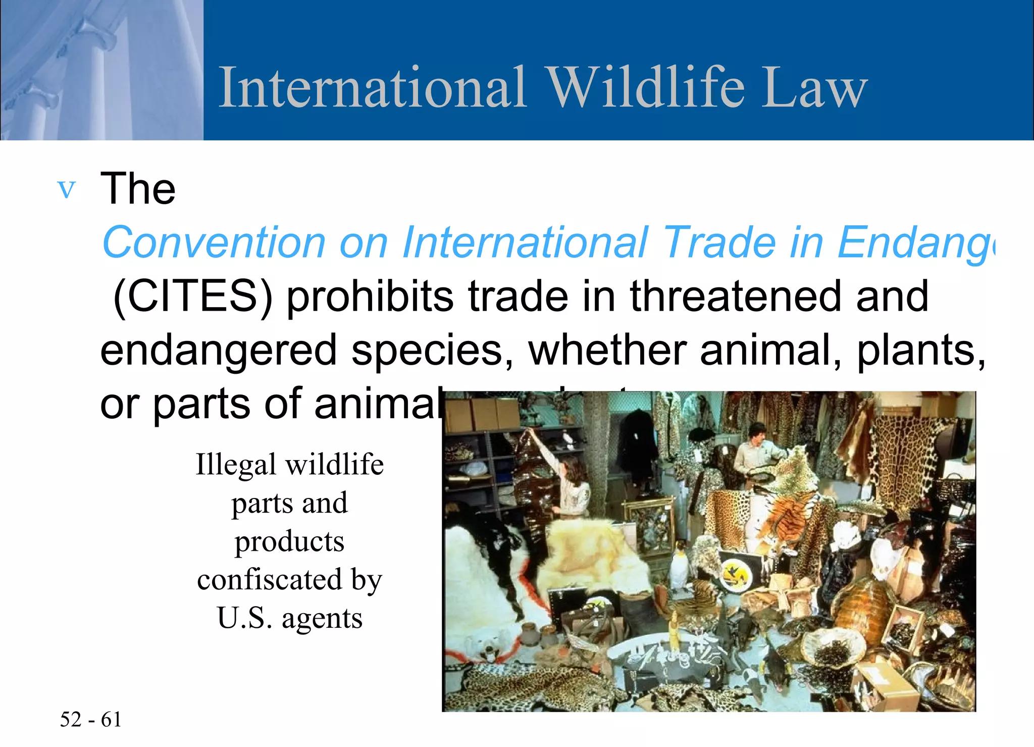 International Wildlife Law
v   The
    Convention on International Trade in Endangere
     (CITES) prohibits trade in threatened and
    endangered species, whether animal, plants,
    or parts of animals or plants
          Illegal wildlife
              parts and
              products
          confiscated by
            U.S. agents


52 - 61
 