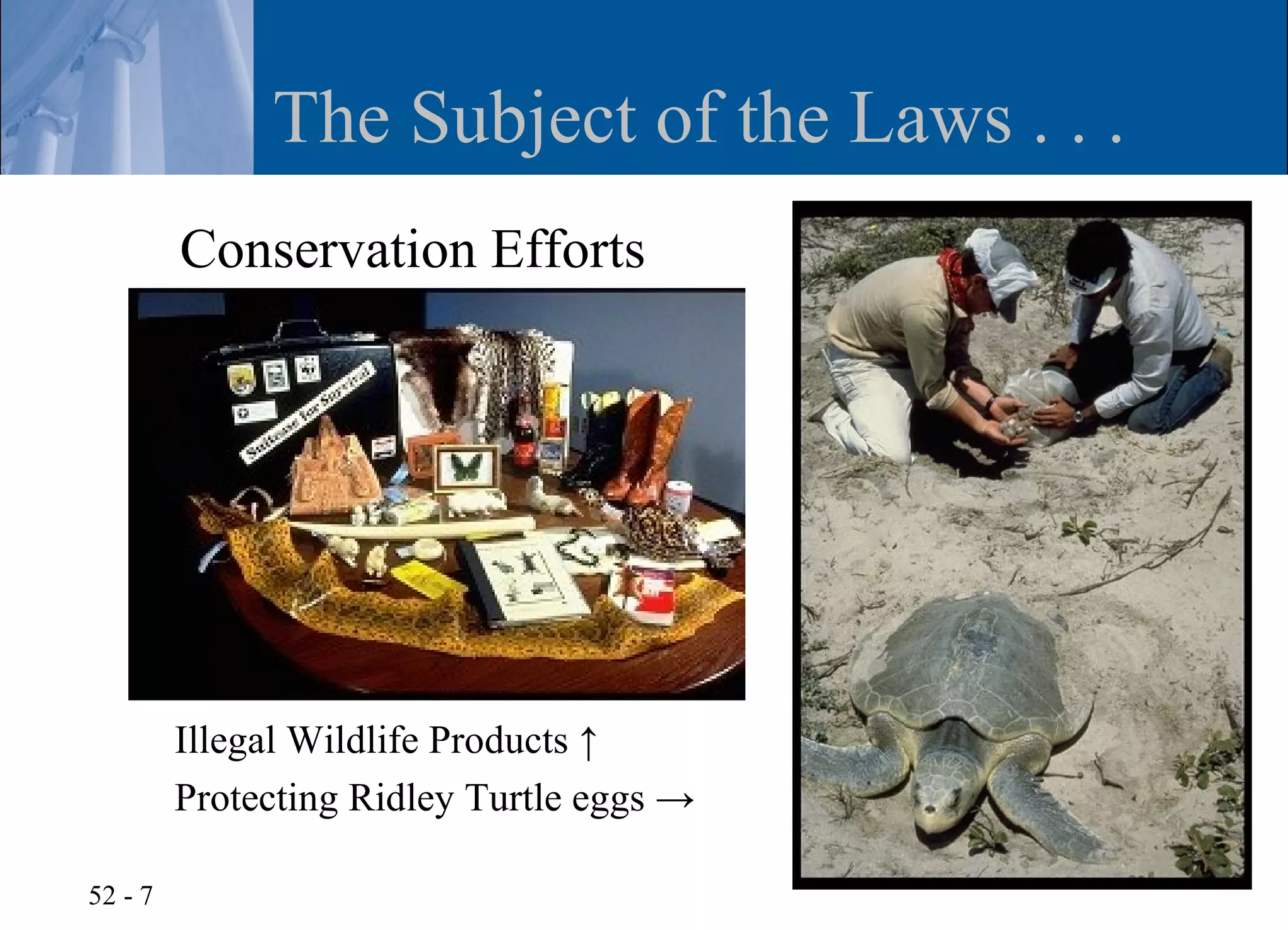 The Subject of the Laws . . .
         Conservation Efforts




         Illegal Wildlife Products ↑
         Protecting Ridley Turtle eggs →

52 - 7
 