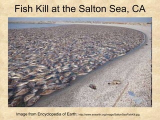 Fish Kill at the Salton Sea, CA Image from Encyclopedia of Earth:  http://www.eoearth.org/image/SaltonSeaFishKill.jpg 