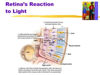 retinal reactivity definition