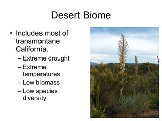 Desert Biome Includes most of transmontane California. Extreme drought Extreme temperatures Low biomass Low species diversity 