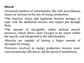Muscle
•Increased numbers of mitochondria (the cells powerhouse)
means an increase in the rate of energy production.
•The muscles, bones and ligaments become stronger to
cope with the additional stresses and impact put through
them.
•The amount of myoglobin within skeletal muscle
increases, which allows more Oxygen to be stored within
the muscle, and transported to the mitochondria.
•Muscles are capable of storing a larger amount of
glycogen for energy.
•Enzymes involved in energy production become more
concentrated and efficient to aid the speed of metabolism.
 