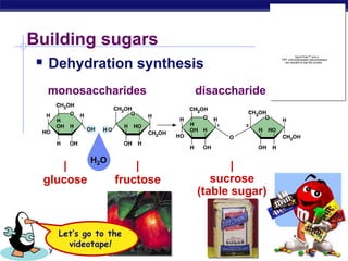 AP Biology
Building sugars
 Dehydration synthesis
|
fructose
|
glucose
monosaccharides
|
sucrose
(table sugar)
disaccharide
Let’s go to the
videotape!
H2O
QuickTime™ and a
TIFF (Uncompressed) decompressor
are needed to see this picture.
 