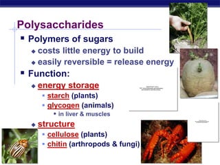 AP Biology
Polysaccharides
 Polymers of sugars
 costs little energy to build
 easily reversible = release energy
 Function:
 energy storage
 starch (plants)
 glycogen (animals)
 in liver & muscles
 structure
 cellulose (plants)
 chitin (arthropods & fungi)
QuickTime™ and a
TIFF (Uncompressed) decompressor
are needed to see this picture.
QuickTime™ and a
TIFF (Uncompressed) decompressor
are needed to see this picture.
 