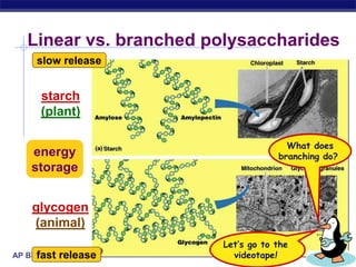 AP Biology
Linear vs. branched polysaccharides
starch
(plant)
glycogen
(animal)
energy
storage
What does
branching do?
Let’s go to the
videotape!
slow release
fast release
 