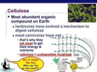 AP Biology
Cellulose
 Most abundant organic
compound on Earth
 herbivores have evolved a mechanism to
digest cellulose
 most carnivores have not
 that’s why they
eat meat to get
their energy &
nutrients
 cellulose = undigestible roughage
But it tastes
like hay!
Who can live
on this stuff?!
 