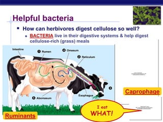 Regents Biology
Q
u
i
c
k
T
i
m
e
™
a
n
d
a
T
I
F
F
(
U
n
c
o
m
p
r
e
s
s
e
d
)
d
e
c
o
m
p
r
e
s
s
o
r
a
r
e
n
e
e
d
e
d
t
o
s
e
e
t
h
i
s
p
i
c
t
u
r
e
.
Helpful bacteria
 How can herbivores digest cellulose so well?
 BACTERIA live in their digestive systems & help digest
cellulose-rich (grass) meals
Ruminants
QuickTime™ and a
TIFF (Uncompressed) decompressor
are needed to see this picture.
Tell me about
the rabbits,
again, George!
I eat
WHAT!
Caprophage
 