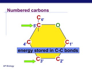AP Biology
Numbered carbons
C
C
C
C
C
C
1'
2'
3'
4'
5'
6'
O
energy stored in C-C bonds
 