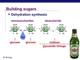 AP Biology
Building sugars
 Dehydration synthesis
glycosidic linkage
|
glucose
|
glucose
monosaccharides disaccharide
|
maltose
H2O
 