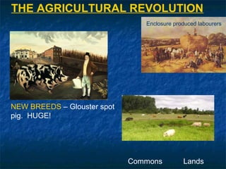 THE AGRICULTURAL REVOLUTION
NEW BREEDS – Glouster spot
pig. HUGE!
Enclosure produced labourers
Commons Lands
 