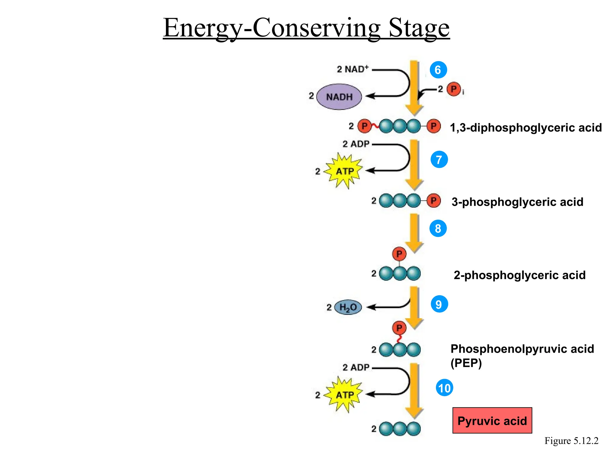 Energy-Conserving Stage
Figure 5.12.2
1,3-diphosphoglyceric acid
3-phosphoglyceric acid
2-phosphoglyceric acid
Phosphoenolpyruvic acid
(PEP)
6
7
8
9
10
Pyruvic acid
 