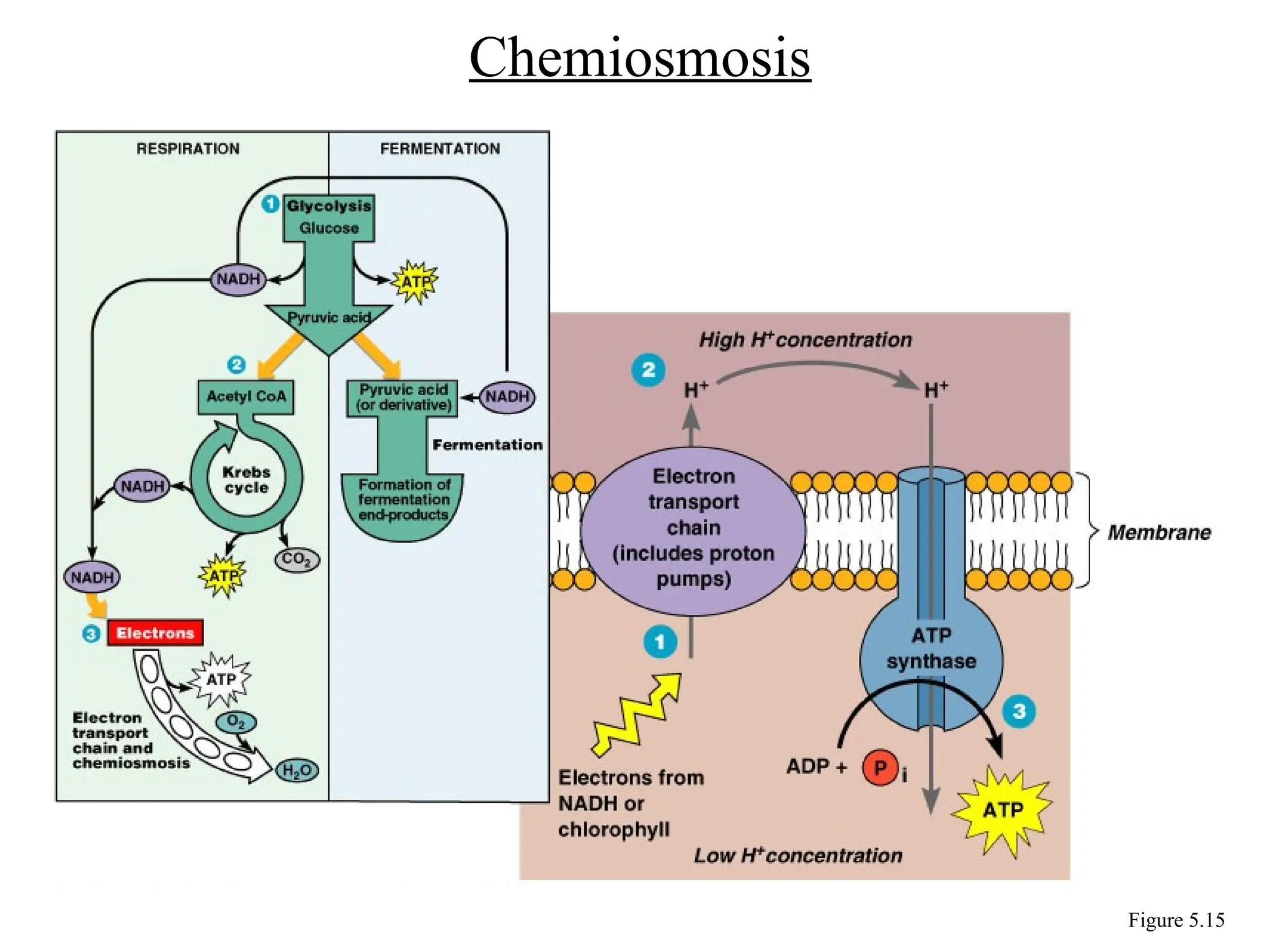 Chemiosmosis
Figure 5.15
 
