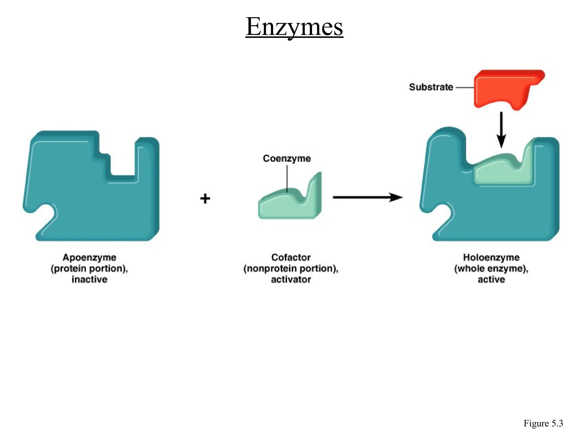 Enzymes
Figure 5.3
 