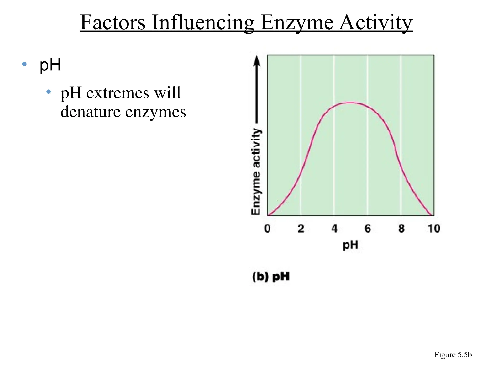 • pH
• pH extremes will
denature enzymes
Factors Influencing Enzyme Activity
Figure 5.5b
 