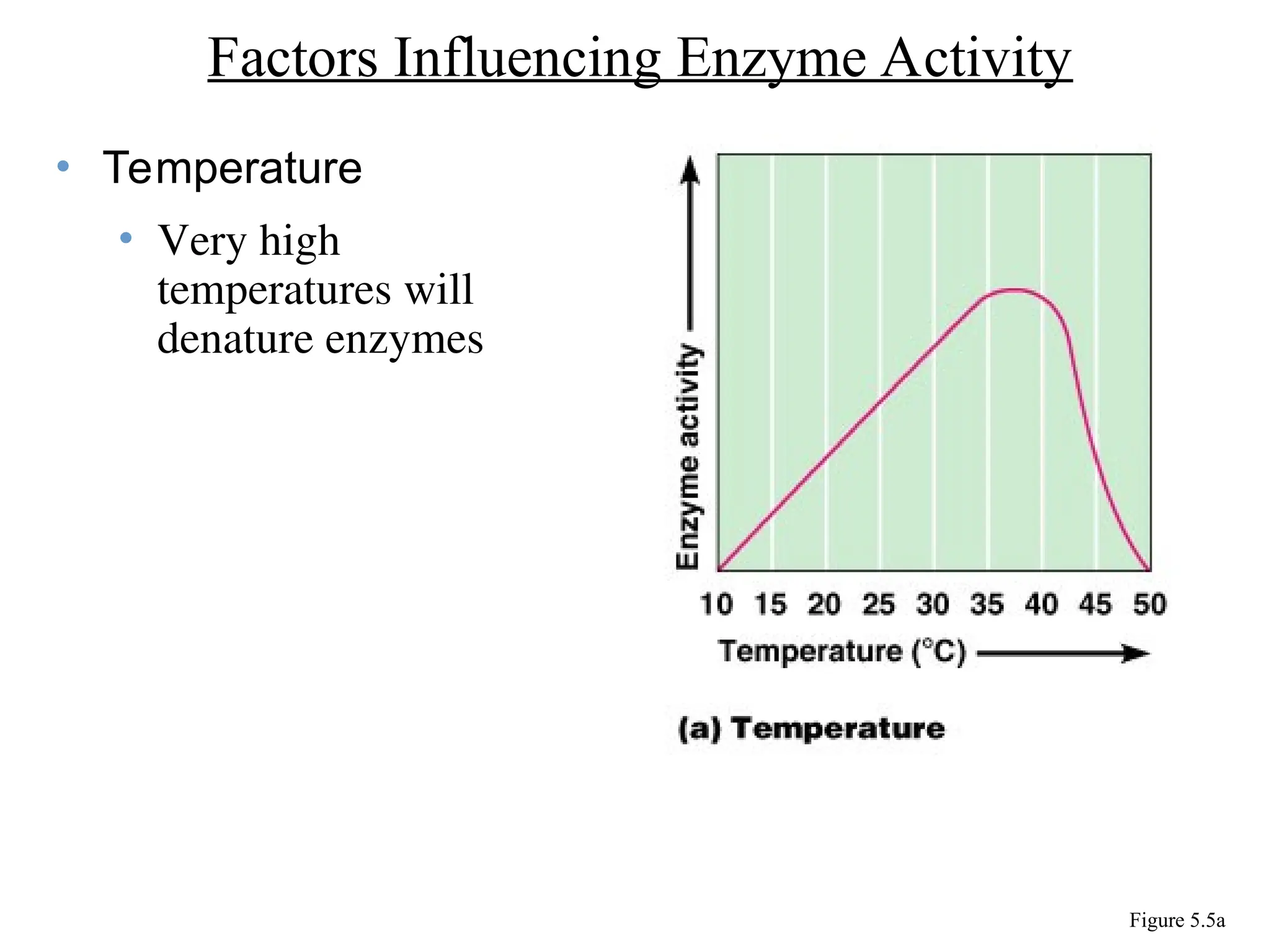 • Temperature
• Very high
temperatures will
denature enzymes
Factors Influencing Enzyme Activity
Figure 5.5a
 