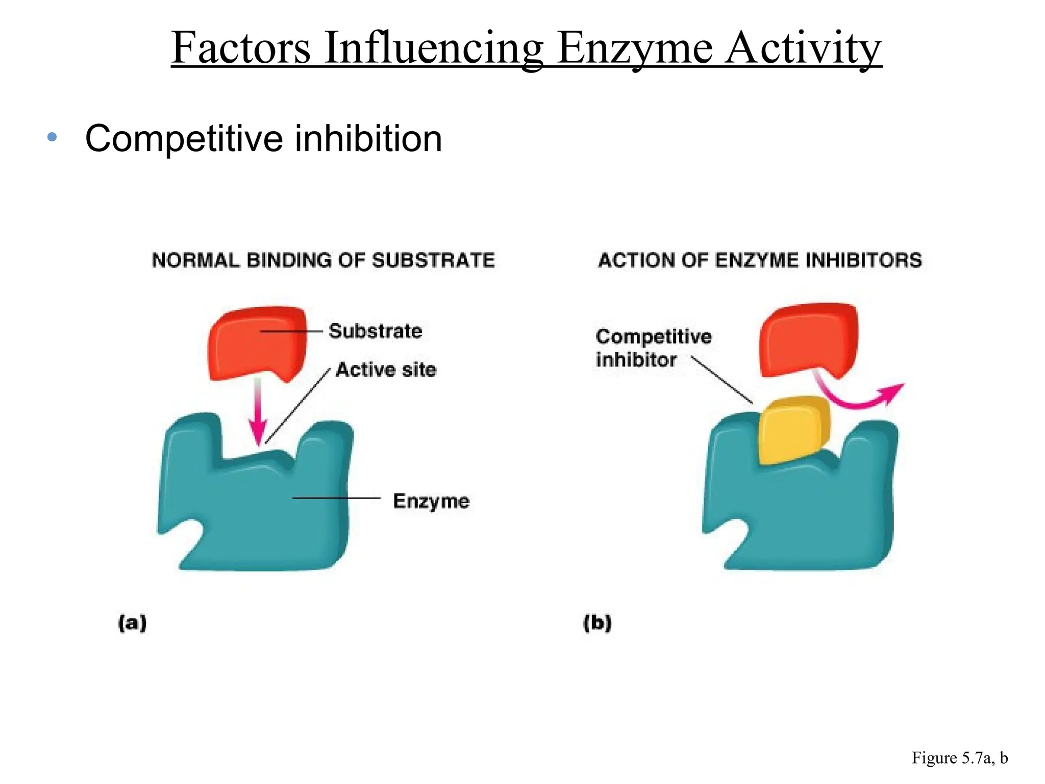 • Competitive inhibition
Factors Influencing Enzyme Activity
Figure 5.7a, b
 