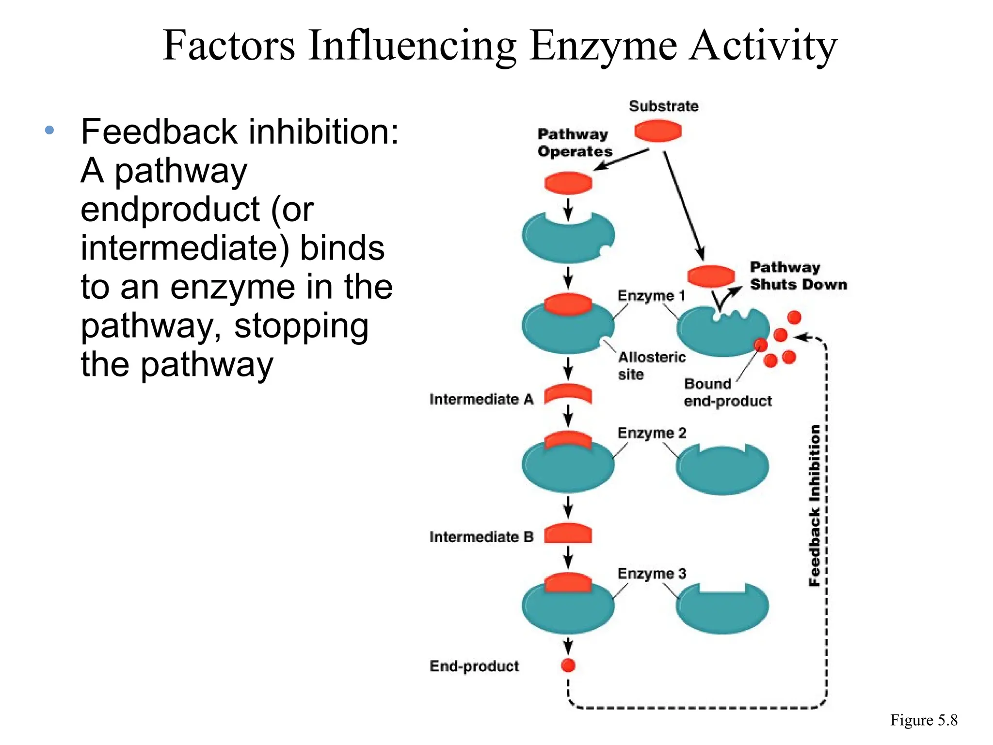 • Feedback inhibition:
A pathway
endproduct (or
intermediate) binds
to an enzyme in the
pathway, stopping
the pathway
Factors Influencing Enzyme Activity
Figure 5.8
 