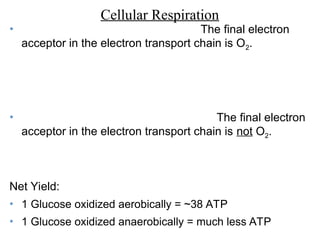 Cellular Respiration
• The final electron
acceptor in the electron transport chain is O2.
• The final electron
acceptor in the electron transport chain is not O2.
Net Yield:
• 1 Glucose oxidized aerobically = ~38 ATP
• 1 Glucose oxidized anaerobically = much less ATP
 